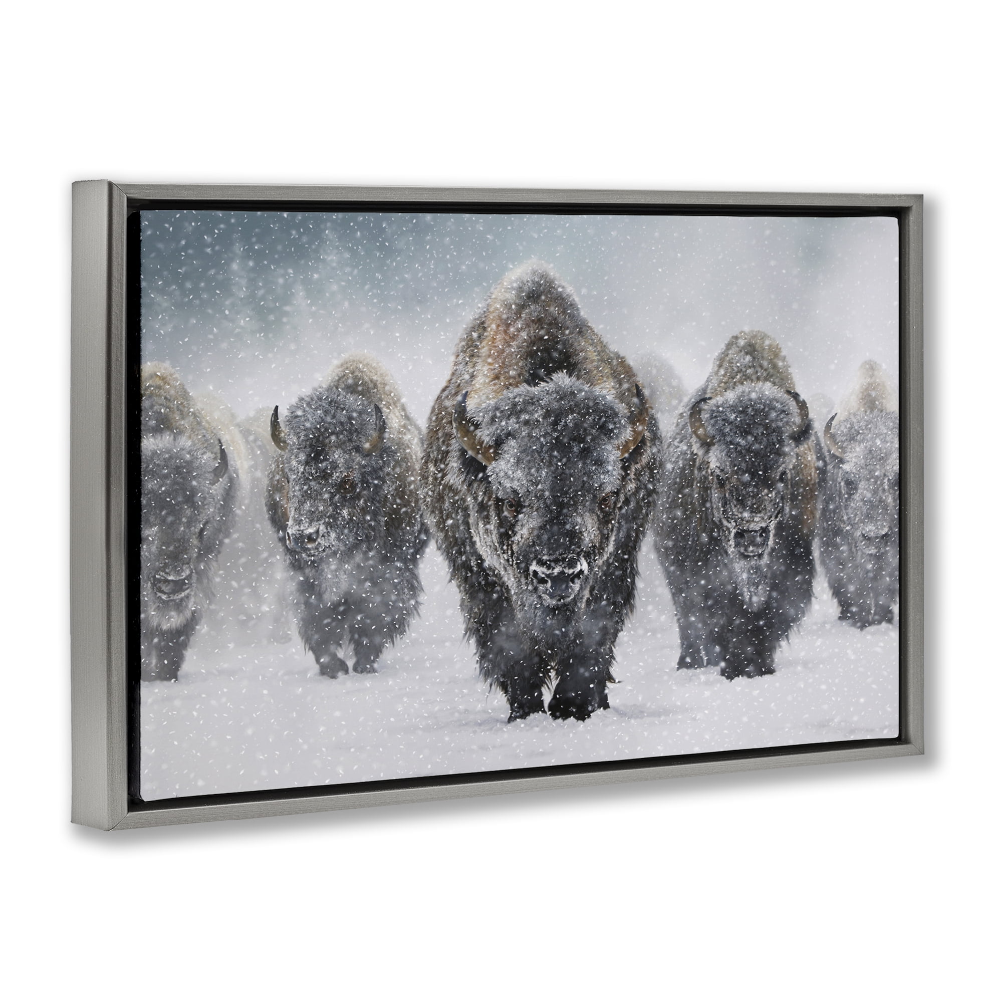 Stupell Industries Indomitable Bison in Snow Animals Photography Gray Floater Framed Canvas Art Print Wall Art, 31 x 21