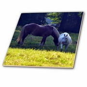 3dRose Brown Horse and White Horse - Ceramic Tile, 6-inch