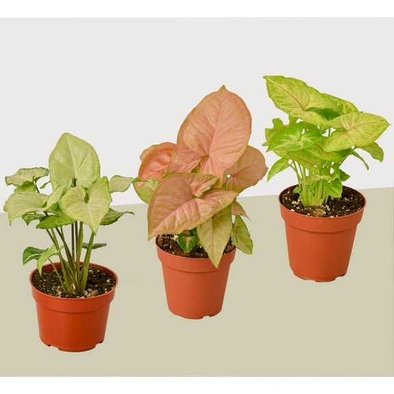 3 Different Syngonium Plants - Arrowhead Plants / 4" Pot / Live Plant