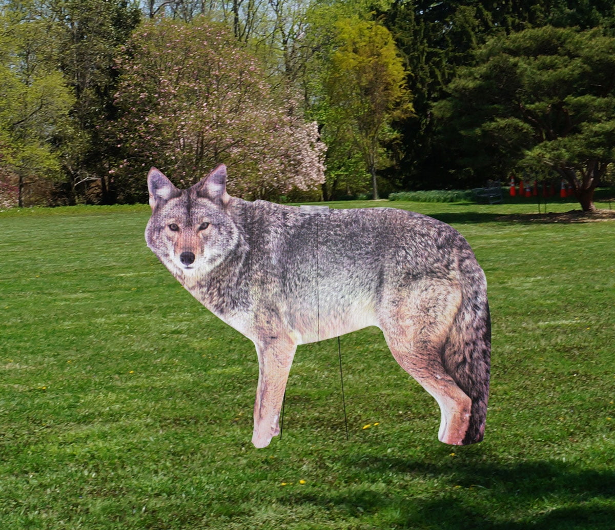Coyote decoy discount