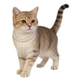 thumbnail image 1 of Elegant Pearl Choker Necklace For Small And Cats With Adjustable Secure Closure, 1 of 4