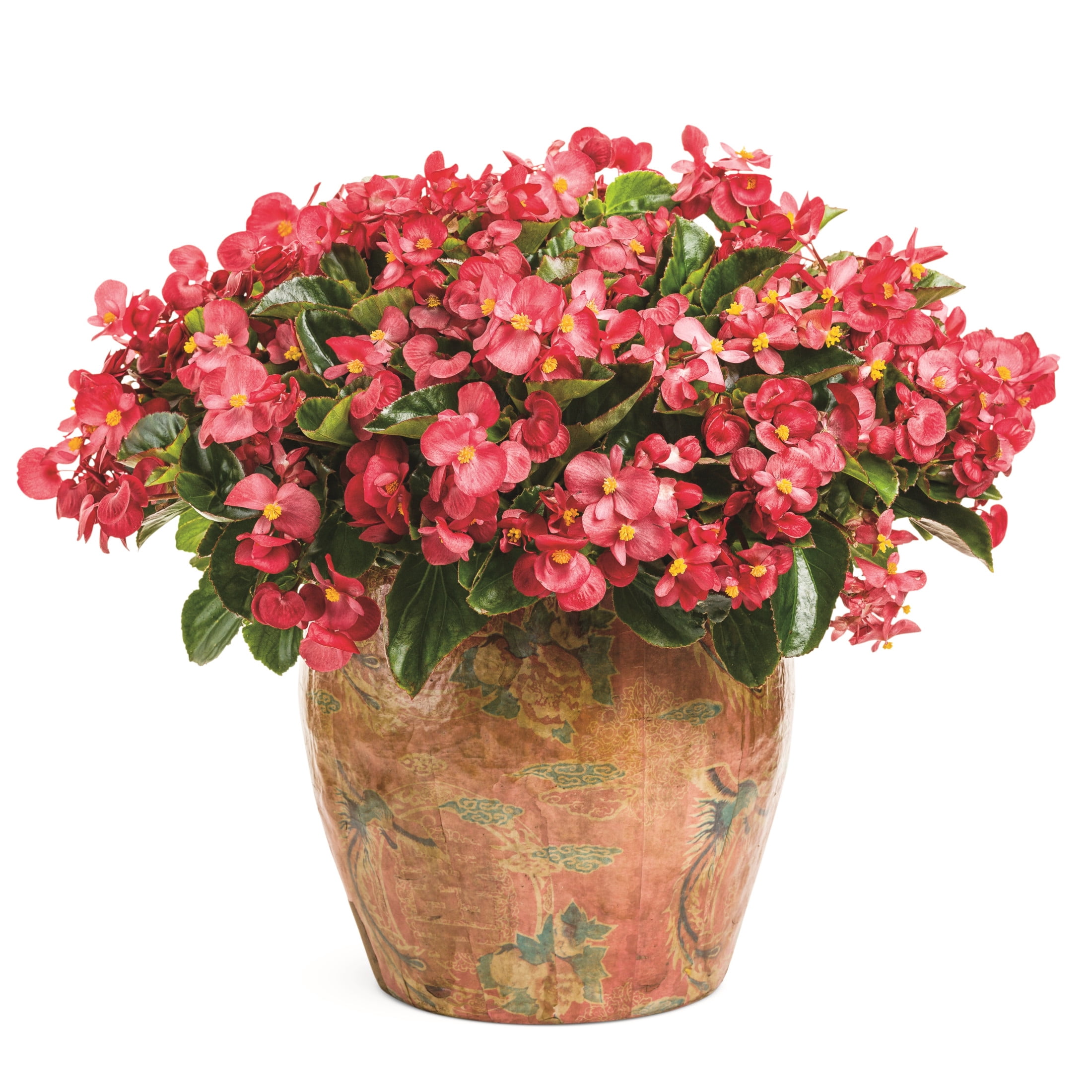Proven Winners 4" Surefire Red Begonia Live Plant in 4.25" Pot (4 Count)