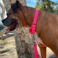 thumbnail image 2 of Country Brook Petz® Martingale Dog Collar - Training Collar with No Buckle (Hot Pink, Medium), 2 of 6