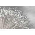 thumbnail image 2 of Brown, Denise 18x13 Gold Ornate Wood Framed with Double Matting Museum Art Print Titled - Dandelion 2, 2 of 4