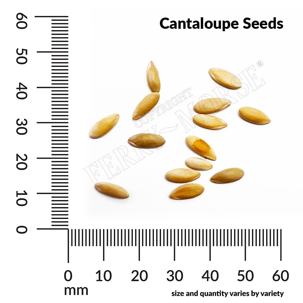 Ferry-Morse 1G Cantaloupe Sierra Gold Fruit Plant Seed Full Sun