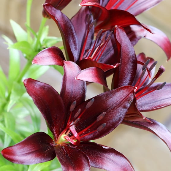 Lilium Asiatic Lily Dark Secret 3 Flower Bulbs - Summer Blooms, Zones 4-9, Easy to Grow