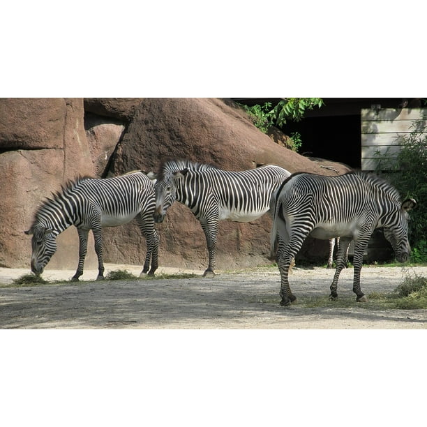 Zebras Three Camouflage Herd Mammal Zoo Enclosure20 Inch By 30 Inch