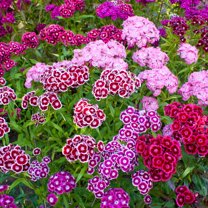 Sweet William Flower Garden Seeds - Double Mixture - 4 Oz - Annual & Perennial Mix - Flower Gardening Seed