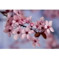 thumbnail image 2 of Paulson, Don 24x17 White Modern Wood Framed Museum Art Print Titled - Close-up of cherry blossoms or sakura, 2 of 4