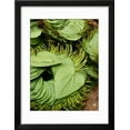 thumbnail image 2 of Betel Leaves Piper Betle Used to Make Quids for Sale at Market, Myanmar Framed Print Wall Art by Jay Sturdevant Sold by Art.Com, 2 of 5
