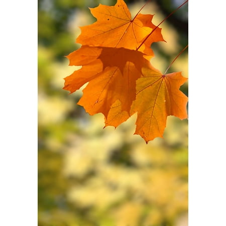 - LAMINATED POSTER Leaves Autumn Leaf Autumn Clipart Yellow Leaves Poster Print 24 x 36