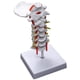 thumbnail image 1 of Cervical Vertebra Arteria Spine Spinal Nerves Anatomical Model Anatomy for Science Classroom Study Display Teaching Model, 1 of 5