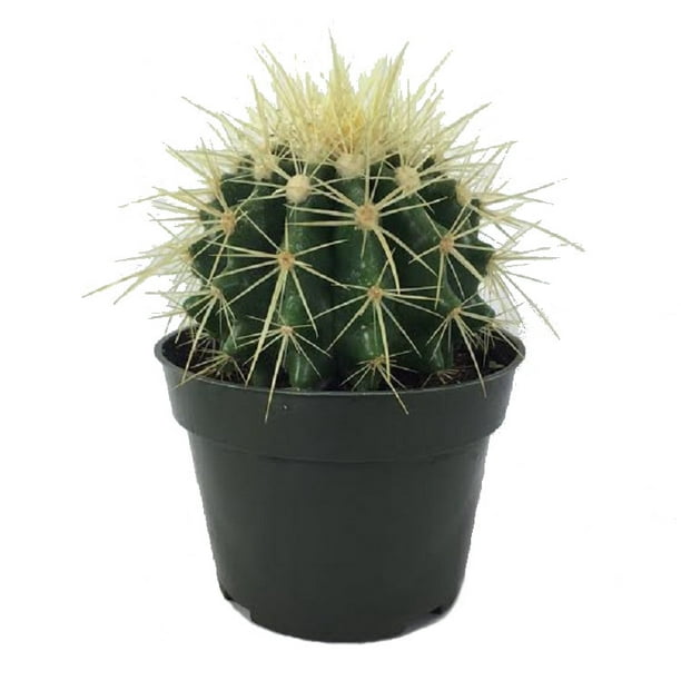 Golden Barrel Cactus Echinocactus Grusonii 4 Pot Walmart Com Walmart Com