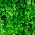 thumbnail image 3 of The Old Farmer's Almanac Dark Green Italian Flat Leaf Parsley Seeds (Premium Heirloom, Non-GMO, Open Pollinated, Herb, Full Sun) - Approx 1800 Seeds, 3 of 6