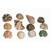 Florida Marine Research Sfm34331 1 Hermit Crab Shell Medium (Pack of 12)