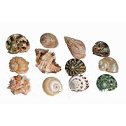 Florida Marine Research Sfm34331 1 Hermit Crab Shell Medium (Pack of 12)