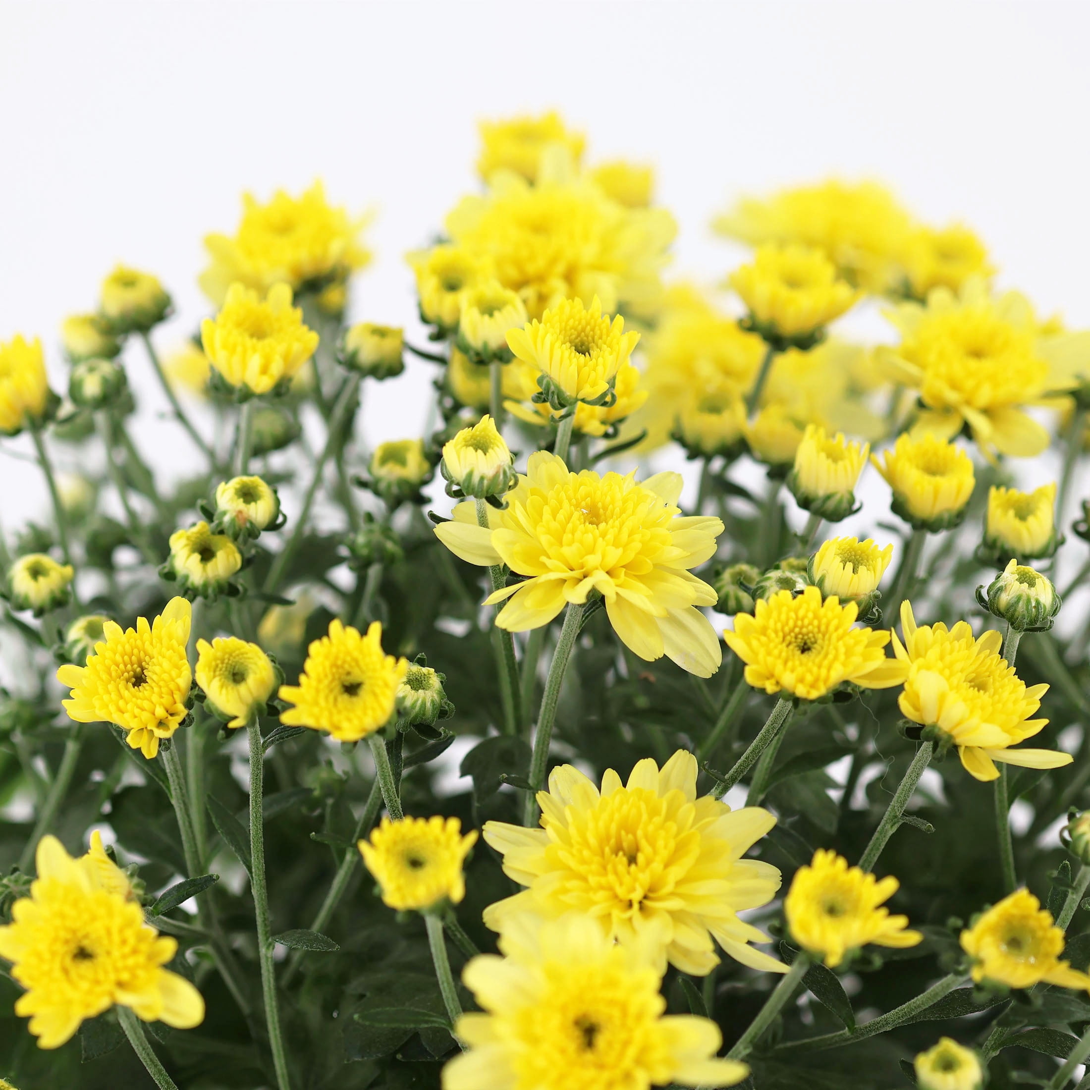 Expert Gardener 8" Yellow Mum Live Plants in 4" Grower Pot Full Sun