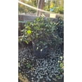 thumbnail image 2 of Rhaphiolepis indica 'Clara' 5 gallon pot - Get similar, 2 of 3