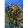 thumbnail image 2 of Shimlock, Jones 17x24 White Modern Wood Framed Museum Art Print Titled - Feather star atop reef outcrop, Papua, Indonesia, 2 of 4