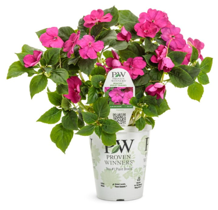 4-Pack, 4.25 in. Grande, Soprano® Violet Shades (Impatiens), Live Plant, Purple Flowers