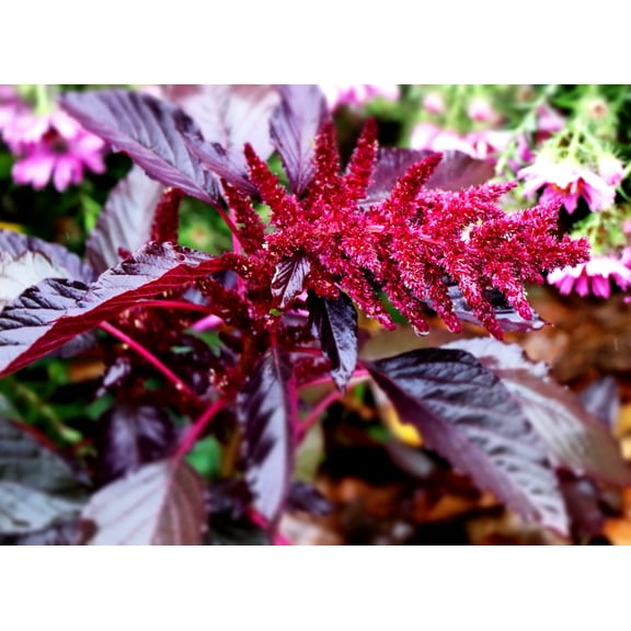 Red Spike Amaranth Cut Flowers Premium Seeds Packet