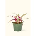 thumbnail image 3 of Oyster Plant - Tradescantia Spathacea Live Multicolor Plant in 4" Pot, 3 of 5