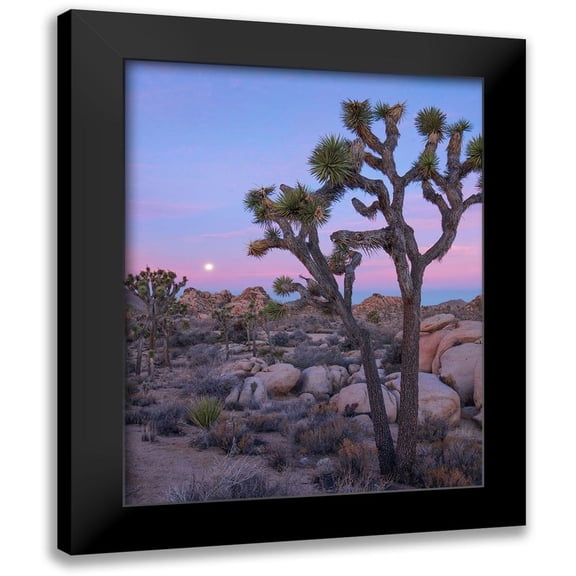 Fitzharris, Tim 12x14 Black Modern Framed Museum Art Print Titled - Joshua Tree at Joshua Tree National Park