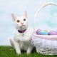 thumbnail image 2 of 24 juegos de cascabeles para gatos y perros, collar con colgante fuerte, cascabeles para perros y gatos, accesorios colgantes para mascotas (plata), 2 of 5