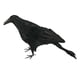 thumbnail image 3 of Cuervos pequeños con plumas negras para Halloween: decoración de cuervos y pájaros negros 33cm, 3 of 9