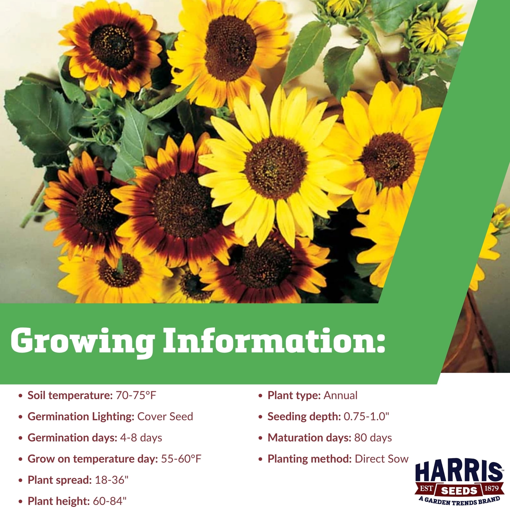 Harris Seeds Sunflower Autumn Beauty Mix, Multi Color Branching Sunflowers, 1,000 Count