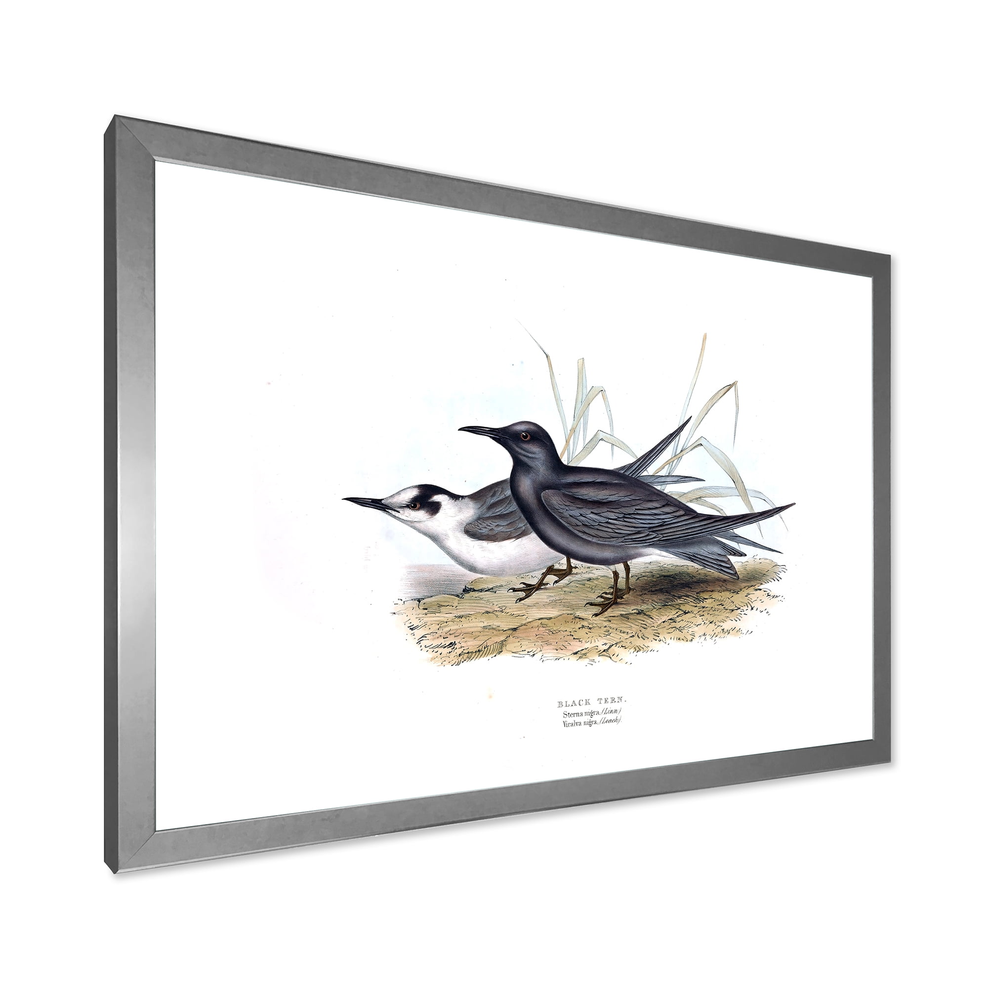 Designart 'Ancient Bird Of Europe II' Traditional Framed Art Print