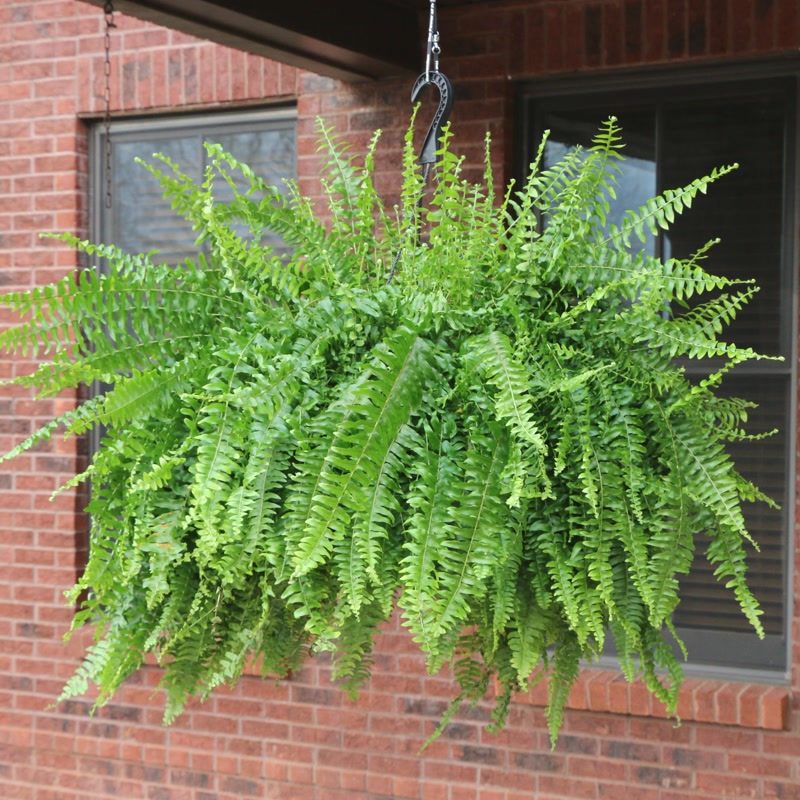 10 in. Boston Fern Hanging Basket Live Houseplant with Indirect Sunlight