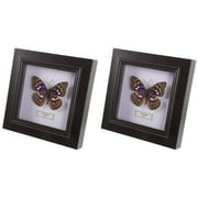 Butterfly Taxidermy Decoration DIY Display Frame Simulated Specimen Wooden Acrylic Bed Room Office Artwork 2 Pack