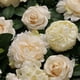 thumbnail image 5 of Artificial Rosa Hortensía Peonía Flores Paneles para Paredes Decoración Utillaje Utilería Decoraciónes champán Macarena Panel de flores para fondo de pared, 5 of 8