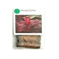 thumbnail image 3 of Hawaiian Exotic Green Live Ti Leaf Plant Cutting 1 Pk (2 per Pk) Full Sun, 3 of 5