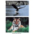 thumbnail image 1 of Ensemble d'Affiches d'Animaux Sauvages Lot de 10, 1 of 1