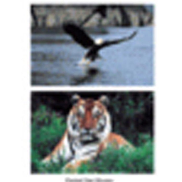 Ensemble d'Affiches d'Animaux Sauvages Lot de 10