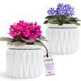 thumbnail image 1 of Macetas de cerámica autorregables para violetas africanas, 15 cm, paquete de 2, 1 of 5
