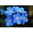 thumbnail image 3 of 5,000+ Blue Forget Me Not Seeds for Planting | Easy to Grow Wildflower Seeds | Made in USA, Ships from Iowa., 3 of 4