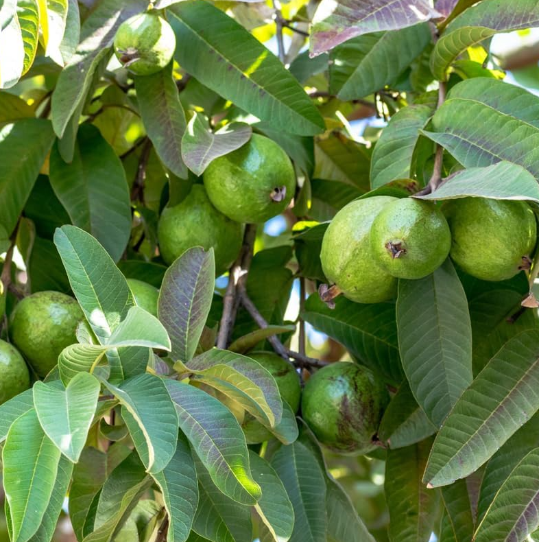 Guava Tree Live Plant, Pink Guava Trees, Guava Fruit Tree for Planting Indoor Outdoor Garden, 4 to 7 Inches Tall, NO POT