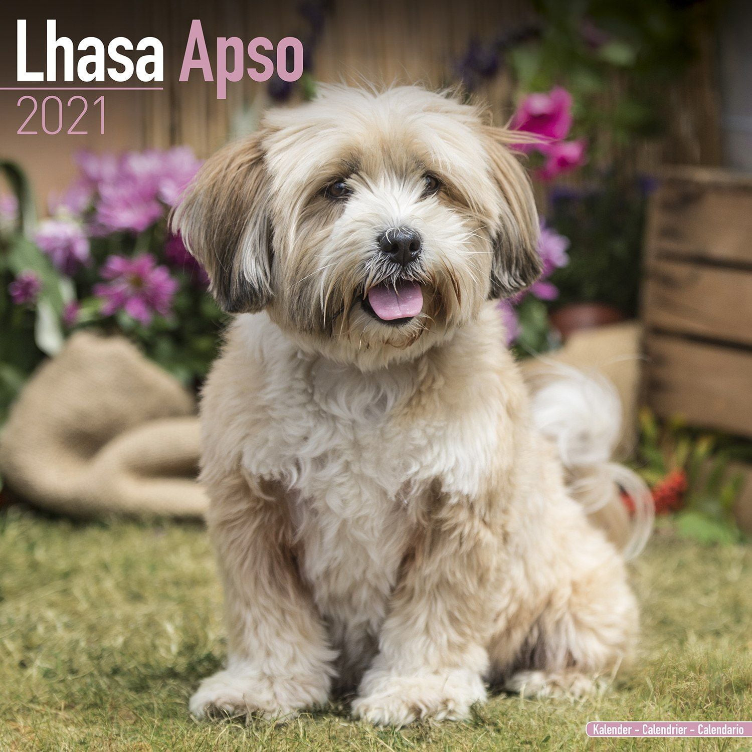 la apso puppy