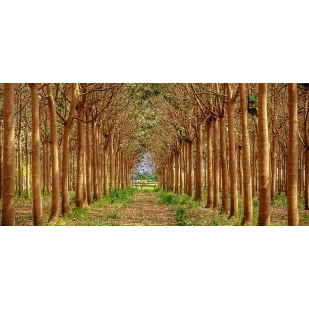 Empress Tree Seeds Fastest Growing Hardwood Tree on The 250