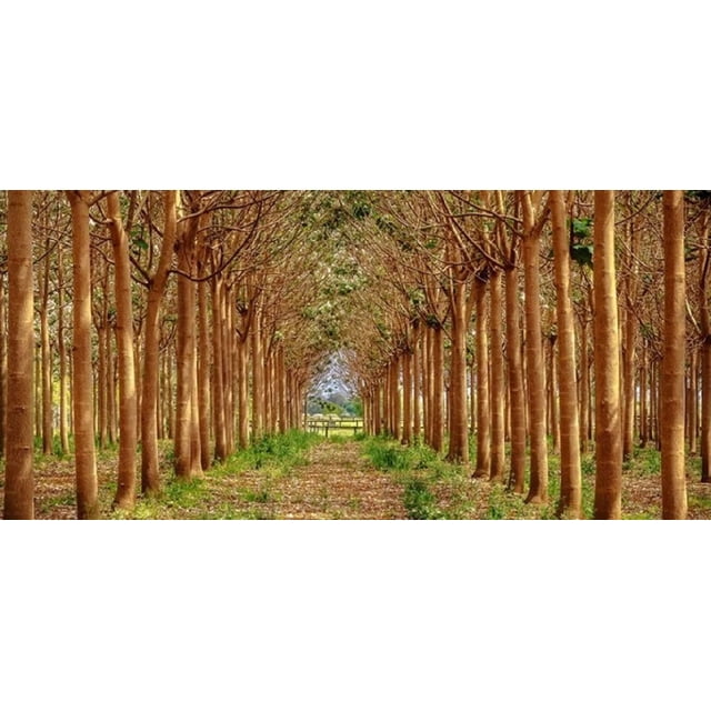 Empress Tree Seeds Fastest Growing Hardwood Tree on The 250