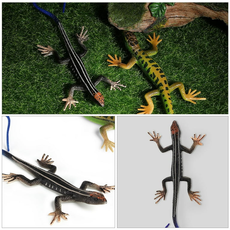 Life Cycle Of A Lizard For Kids
