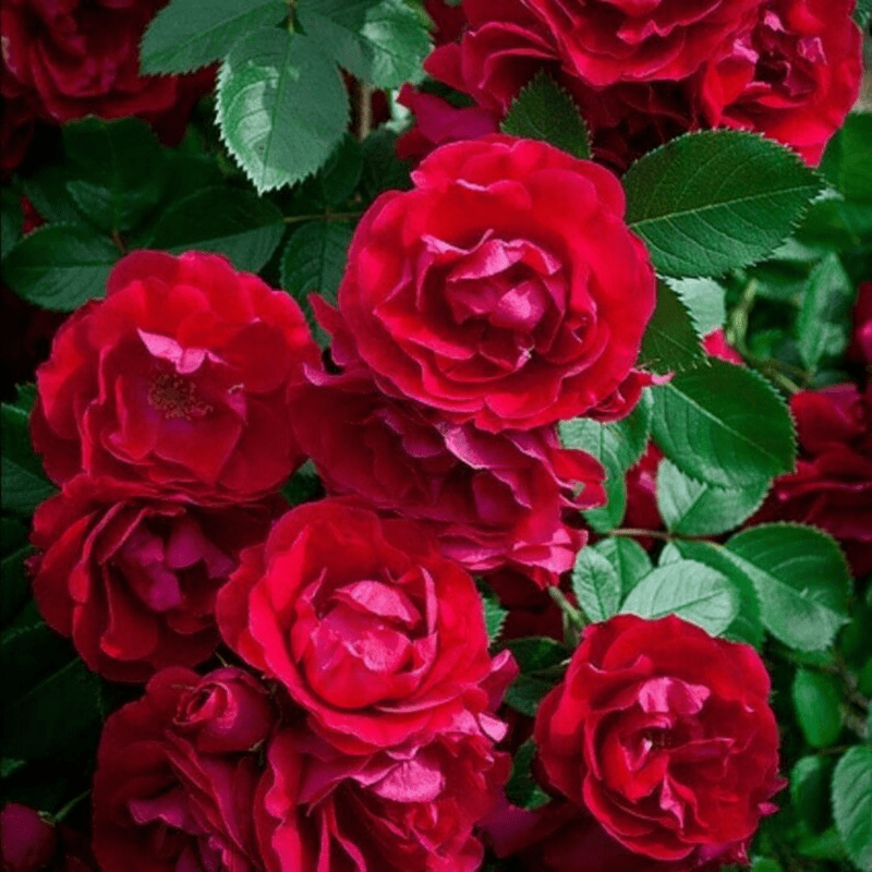 30 Red Climbing Rose Seeds, Perennial