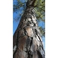 thumbnail image 4 of Loblolly Pine Tree Plants  40 Live Seedlings  Pinus Taeda  Fast-Growing Evergreen for Landscaping  Ideal Plants for Large Spaces, 4 of 9