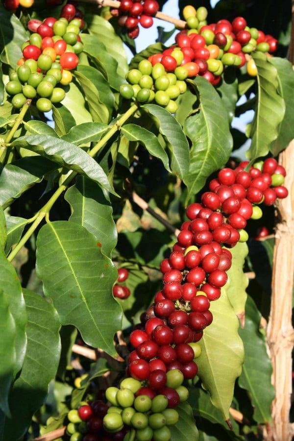 100pcs Hawaiian Kona Coffee Bean Seeds Awesome Easy to Grow Garden Plant Seeds 