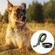 thumbnail image 3 of Collares y correas para perros - Collares y correas para perros, 3 of 5