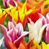 Bloomsz Lily Flowered Tulip Bulb Mix Flower Bulb, 8-Pack