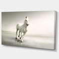 thumbnail image 2 of Beautiful White Horse Running - Animal Canvas Art Print, 2 of 3